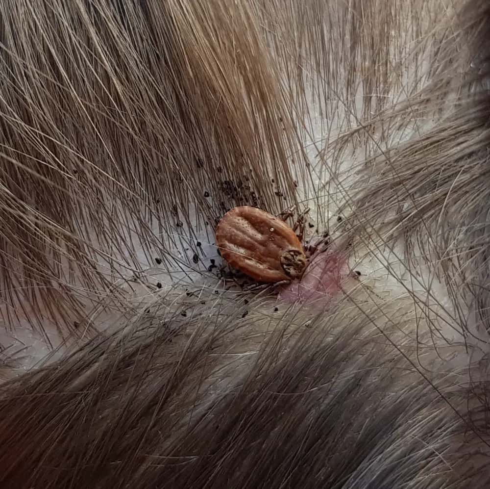 Quelles sont les maladies transmises par les tiques